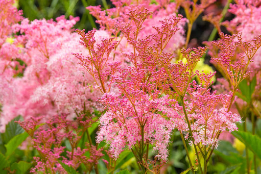 10 Queen Of The Prairie Pink Meadowsweet Filipendula Rubra Flower Seeds | www.seedsplantworld.com