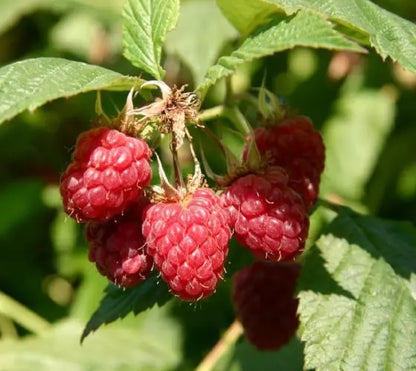 1 - 12 Heritage Raspberry Starter Plants - Ever Bearing - Dark Red Berries