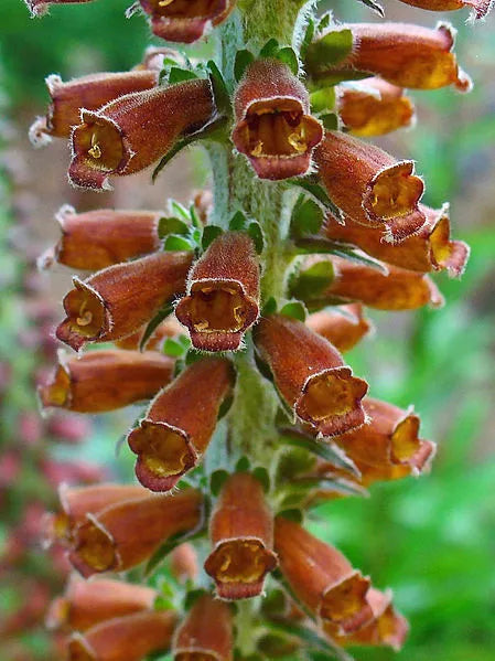 20 Milk Chocolate Foxglove Spanish Digitalis Parviflora Red Brown Flower Seeds | www.seedsplantworld.com