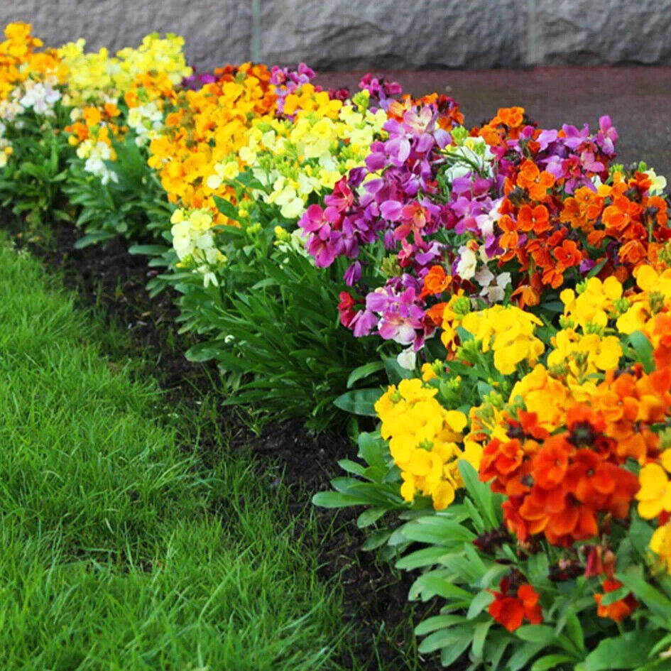 55 Wall English Wallflower Perennial Mix Flower Seeds | www.seedsplantworld.com