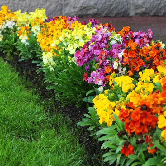 55 Wall English Wallflower Perennial Mix Flower Seeds | www.seedsplantworld.com