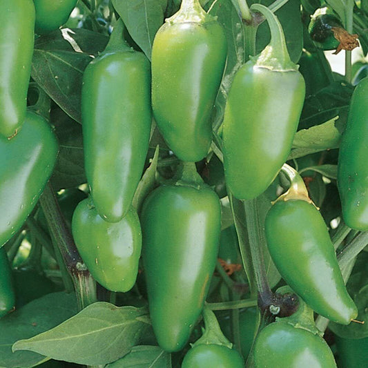 50+ Jalapeno Early Hot Pepper NON-GMO Vegetable Seeds | www.seedsplantworld.com