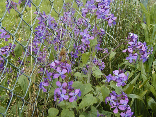 60 Money Plant Lunaria Silver Dollar Money Plant Lunaria Silver Dollar Vegetable Seeds | www.seedsplantworld.com