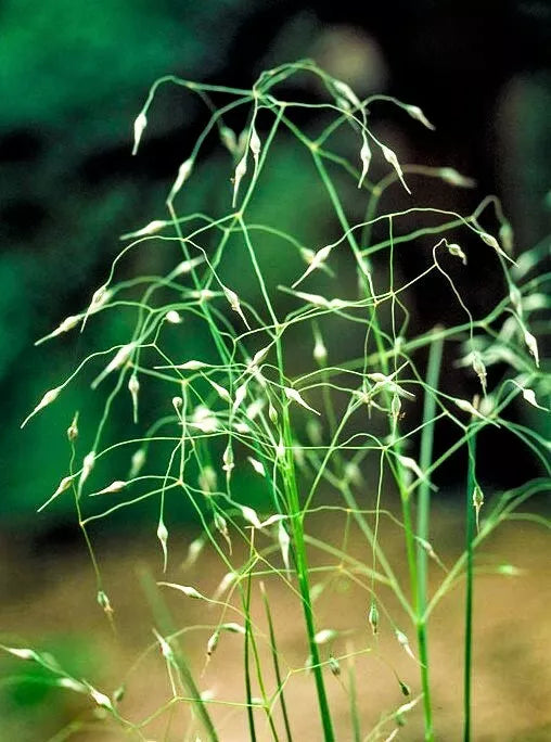 500 Indian Ricegrass Nezpar Oryzopsis Hymenoides Sand Rice Grass Millet Seeds | www.seedsplantworld.com