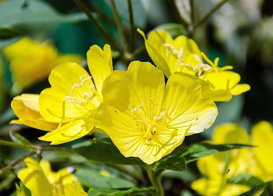 1000 Yellow Evening Primrose Oenothera Lamarckiana Flower Seeds | www.seedsplantworld.com