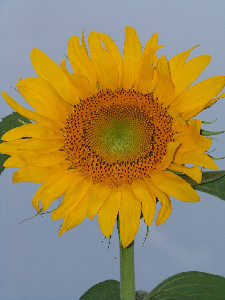 22 Sunflower Skyscraper Tall Yellow Flower Seeds | www.seedsplantworld.com