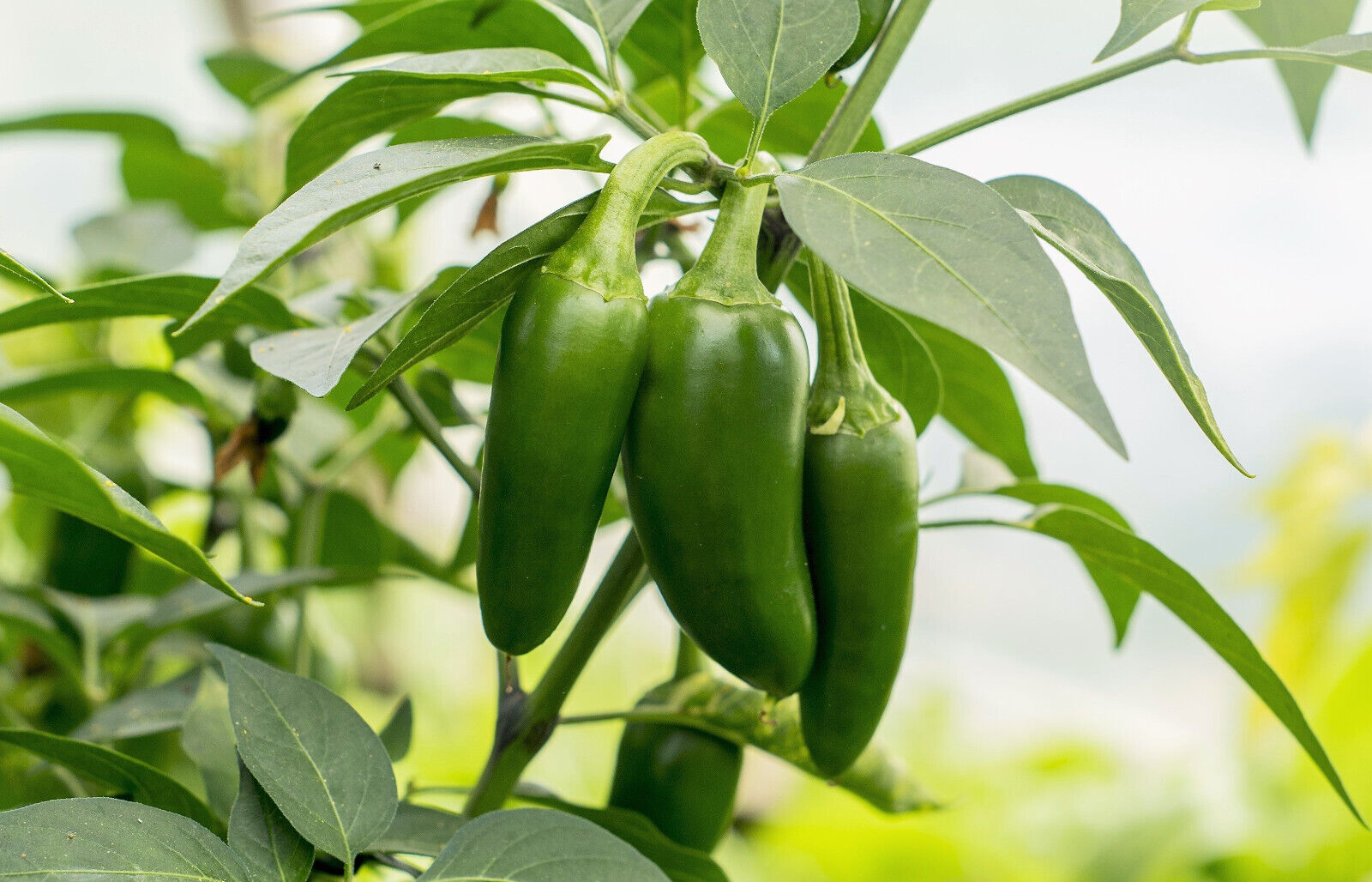 400 Early Jalapeno Pepper Green Medium Hot Chili Capsicum Annuum Vegetable Seeds | www.seedsplantworld.com