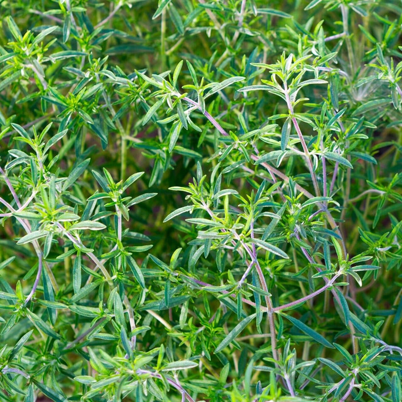 500+ Summer Savory Satureja Hortensis Culinary Medicinal Herb Seeds | www.seedsplantworld.com