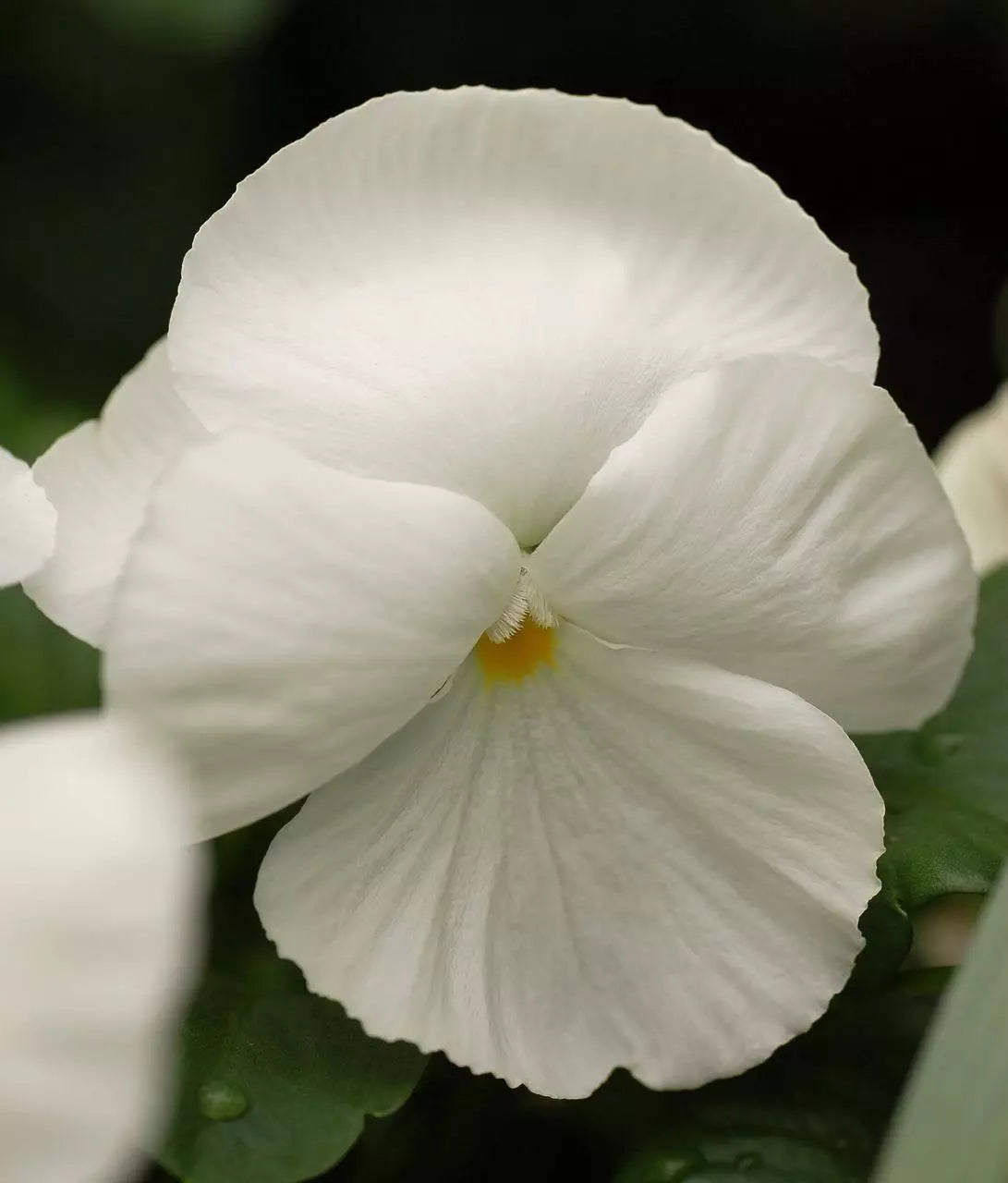 50 White Pansy Clear Crystals Violet Viola Wittrockiana Flower Seeds | www.seedsplantworld.com