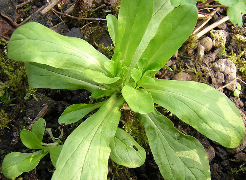 500 Dutch Corn Salad Lambs Lettuce Valerianella Locusta Herb Vegetable Seeds | www.seedsplantworld.com