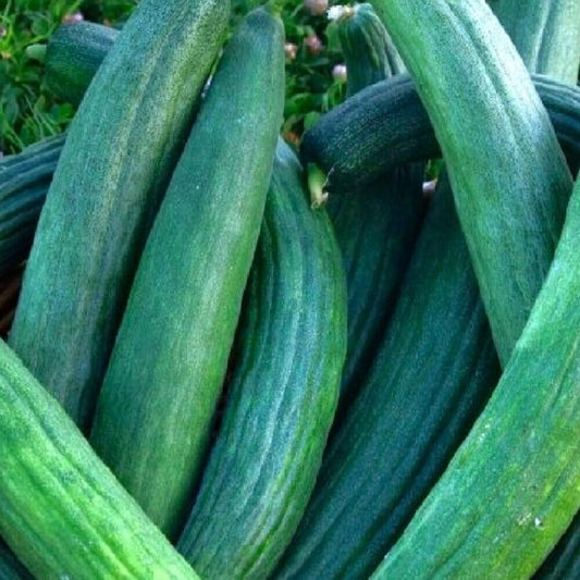 100 Metki Dark Green Armenian Cucumber NON-GMO Heirloom Vegetable Seeds | www.seedsplantworld.com