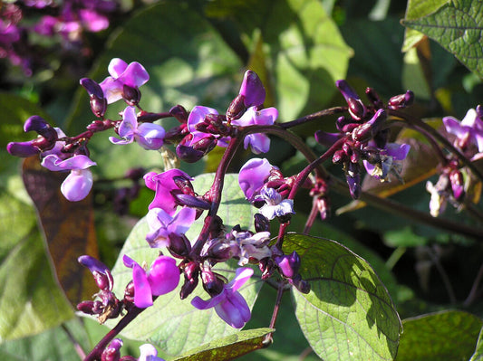 15 Hyacinth Purple Hyacinth Bean Vine Flower Seeds | www.seedsplantworld.com