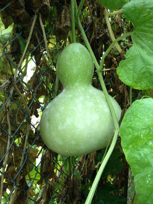 10 Ct Birdhouse Gourd Garden Heirloom NON-GMO Vegetable Seeds | www.seedsplantworld.com