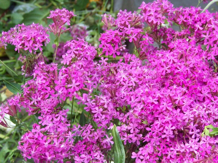 2000 Catchfly Blooms In 6 Weeks Pink Flower Seeds | www.seedsplantworld.com