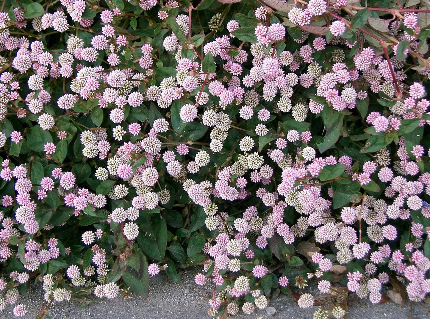 20 Punching Balls Pink Buttons Persicaria Capitata Polygonum Flower Seeds | www.seedsplantworld.com