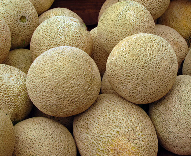 50+ Honey Rock Cantaloupe Melon Seller NON-GMO Fruit Seeds | www.seedsplantworld.com