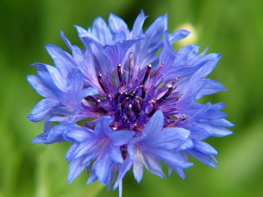 500 Bachelor Bachelor's Buttons Multiple Blue Flowers Bushy Flower Seeds | www.seedsplantworld.com