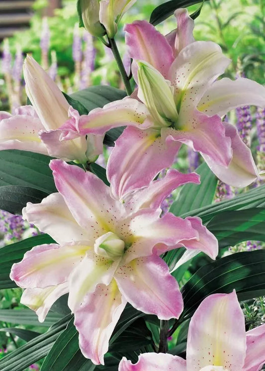 2 Soft Music Double Oriental Lily Bulbs Great Choice For Cut Flowers Bulbs Plant | www.seedsplantworld.com