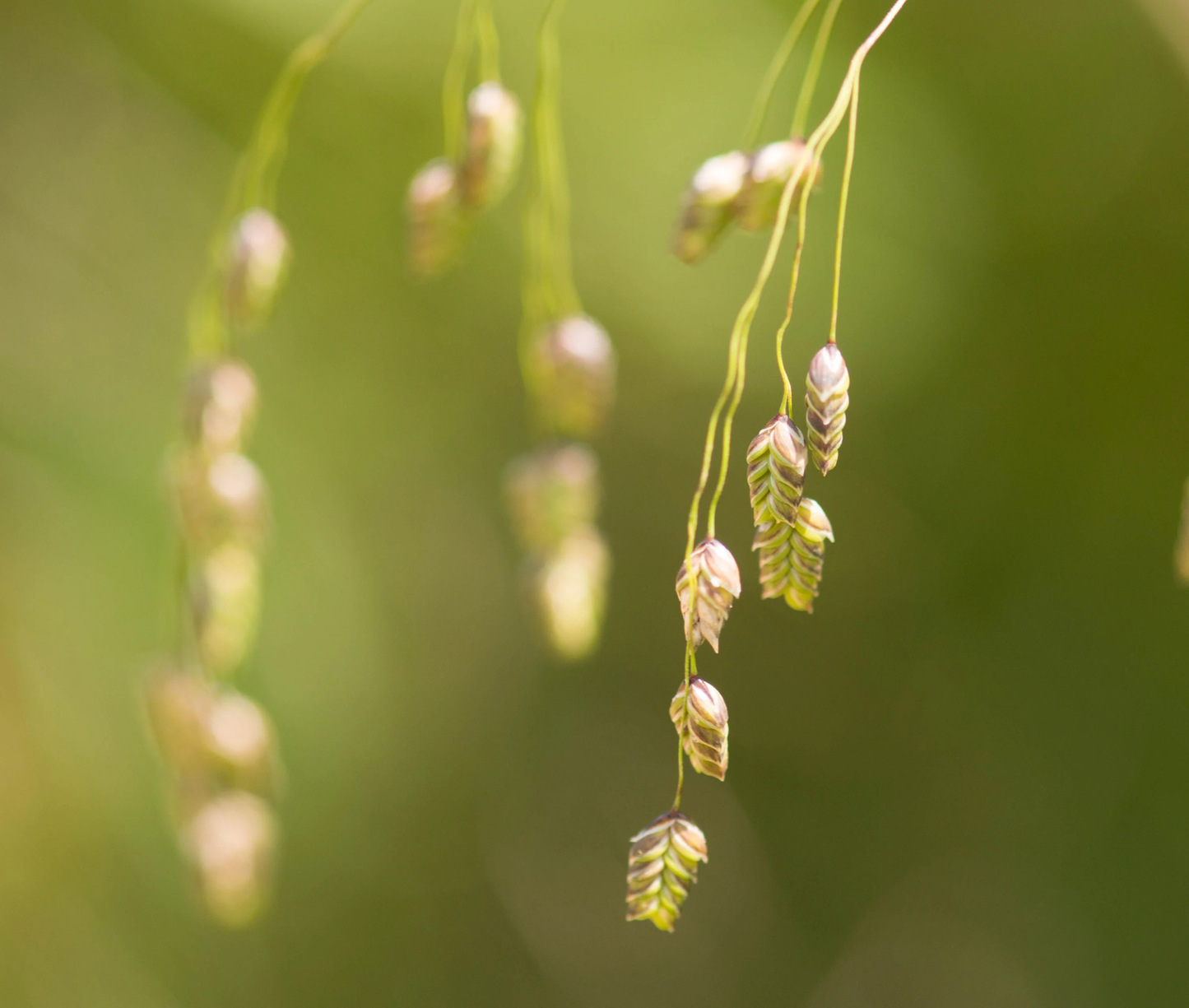 250 Rattlesnake Mannagrass Glyceria Canadensis Briza Canada Quaking Wetland Seeds | www.seedsplantworld.com