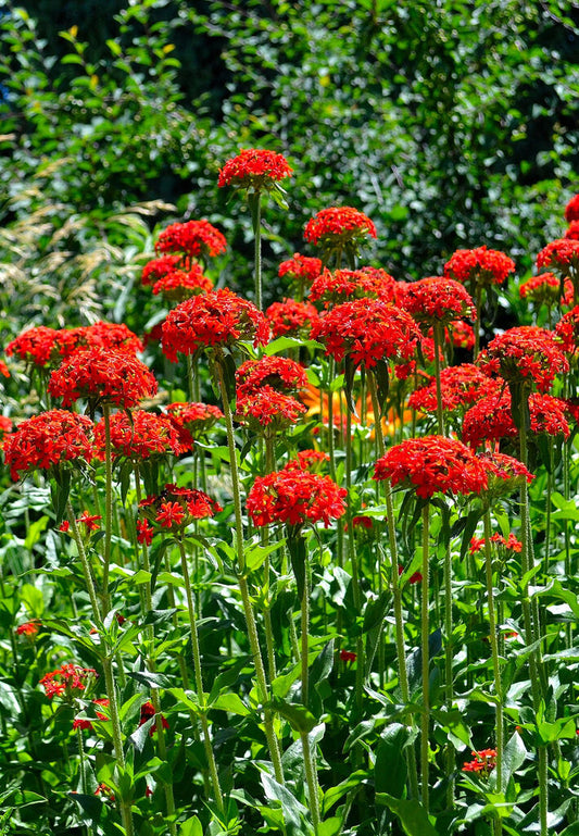 800 Maltese Cross Lychnis Chalcedonica Red Flower Seeds | www.seedsplantworld.com