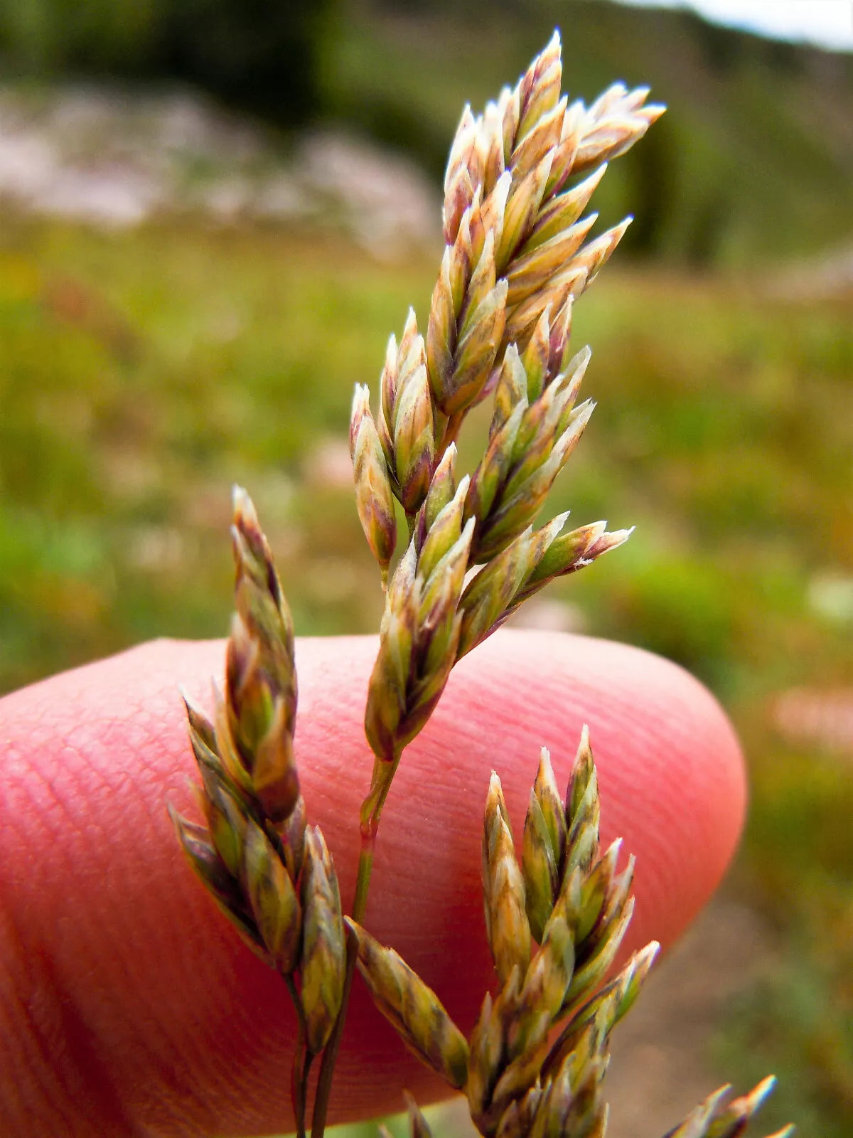 500 Muttongrass Poa Fendleriana Eragrostis Mutton Grass Bluegrass Native Seeds | www.seedsplantworld.com