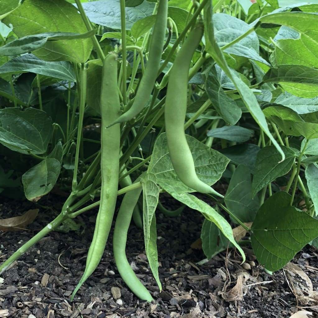 50 Improved Tendergreen Bean Bush Stringless Green Garden Vegetable Seeds | www.seedsplantworld.com