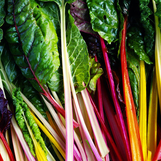 50 Ct Rainbow Swiss Chard Garden NON-GMO Vegetable Seeds | www.seedsplantworld.com