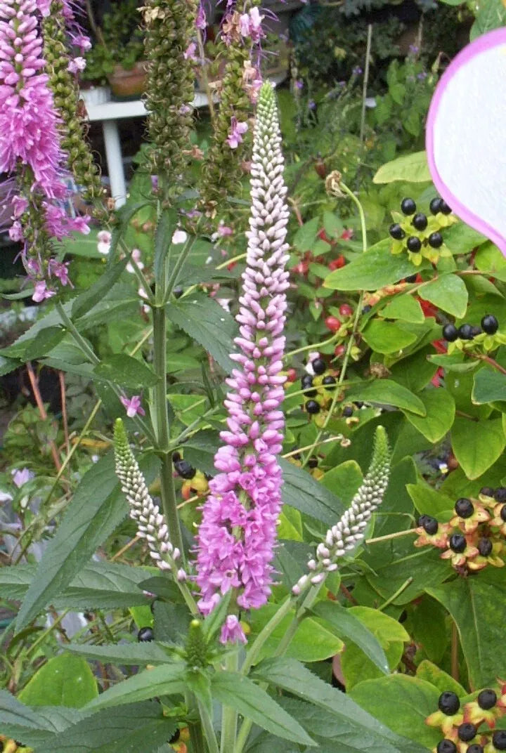 Pink Veronica Longifolia, 101 Seeds | www.seedsplantworld.com