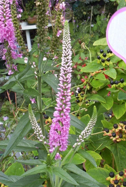 Pink Veronica Longifolia, 101 Seeds | www.seedsplantworld.com