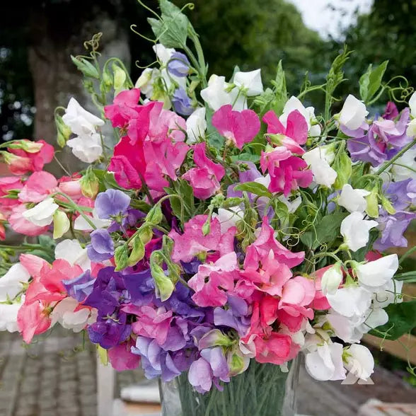 20 Bijou Mix Sweet Pea Seeds Non-GMO Flower Seeds | www.seedsplantworld.com