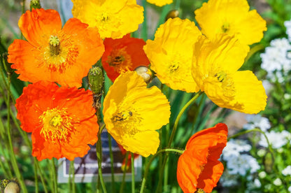 Welsh Poppy, 154+ Seeds