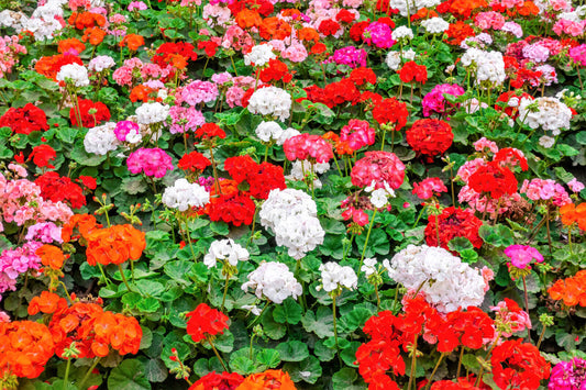 10 Mixed Colors Geranium Pelargonium Zonale Pink Purple Red Salmon Flower Seeds | www.seedsplantworld.com