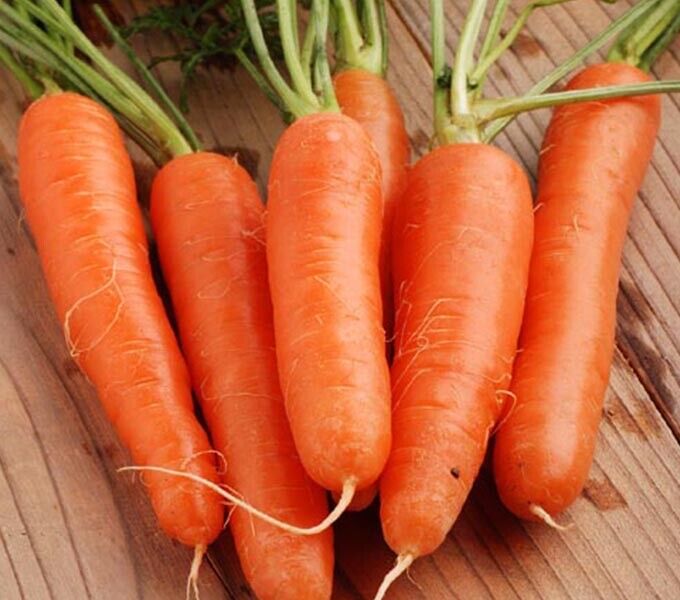 500+ Carrot Shin Kuroda Asian NON-GMO Vegetable Seeds | www.seedsplantworld.com