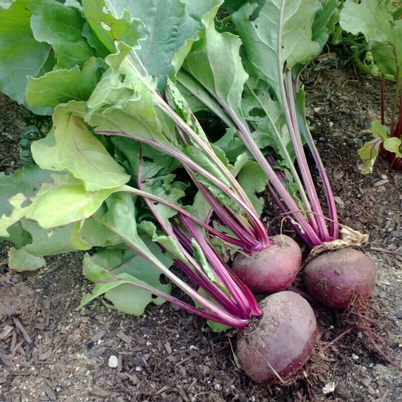 200 Ct Detroit Dark Red Beet Garden NON-GMO Vegetable Seeds | www.seedsplantworld.com