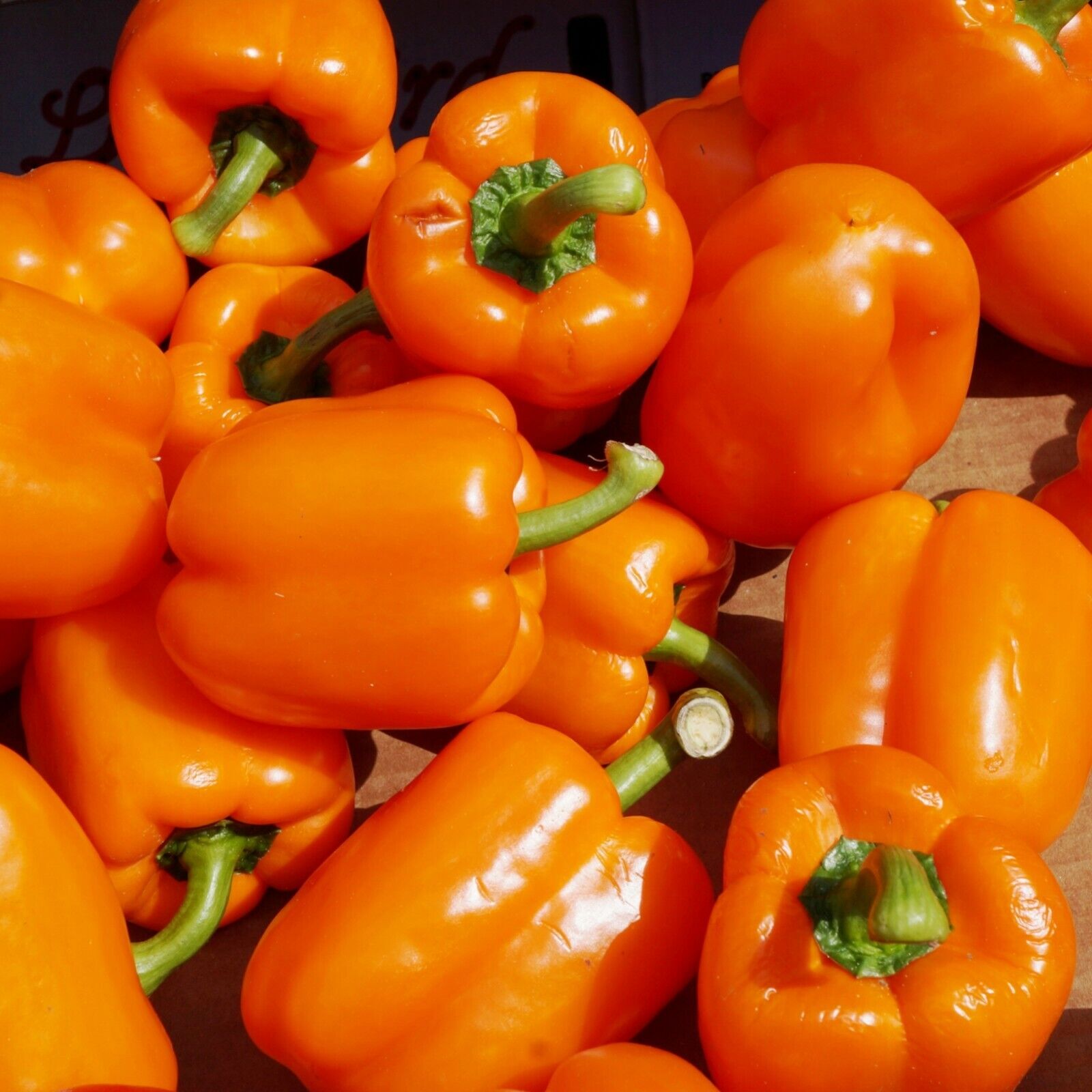 25+ Coral Bell Orange Sweet Pepper NON-GMO Garden Vegetable Seeds | www.seedsplantworld.com