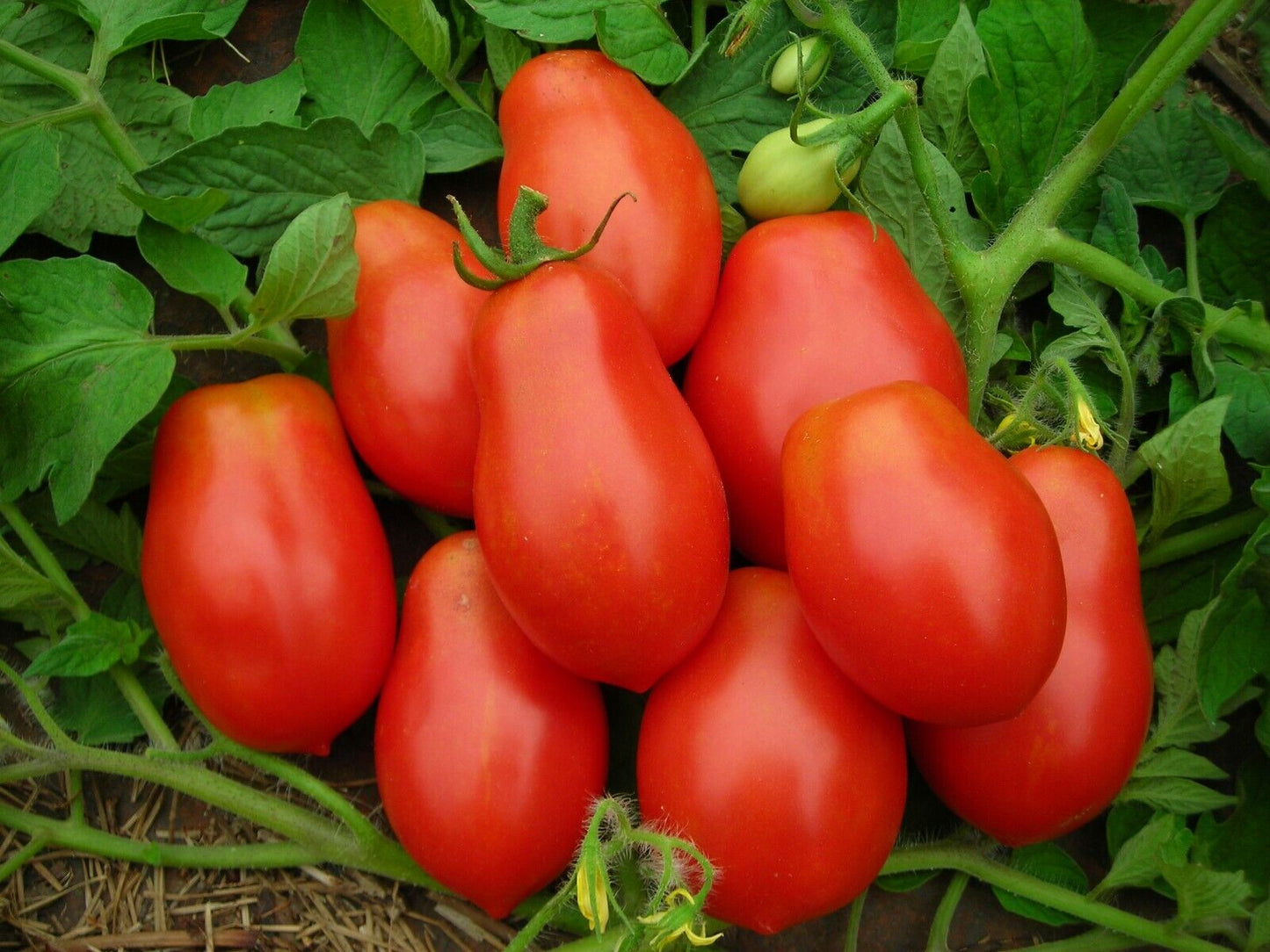 100 Ct Roma Italian Tomato Vegetable Seeds | www.seedsplantworld.com