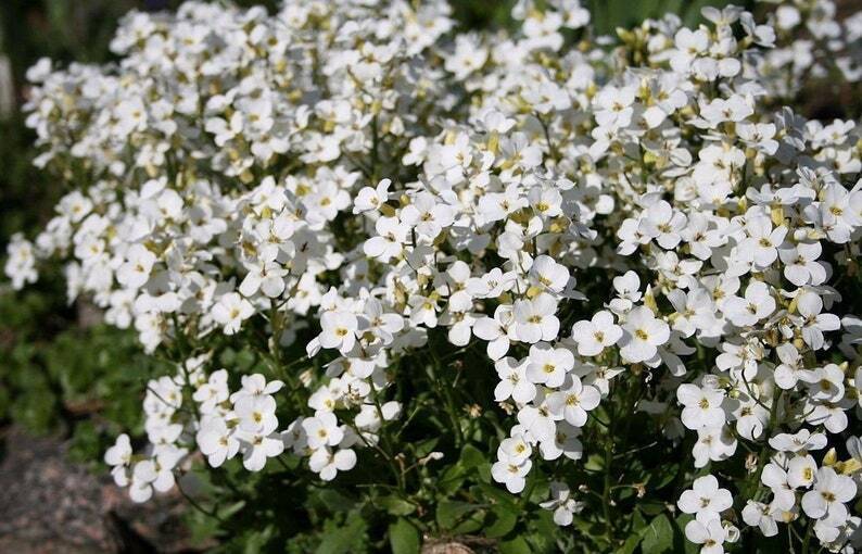 200+ White Alpine Rockcress Arabis Alpina Perennial Flower Seeds | www.seedsplantworld.com