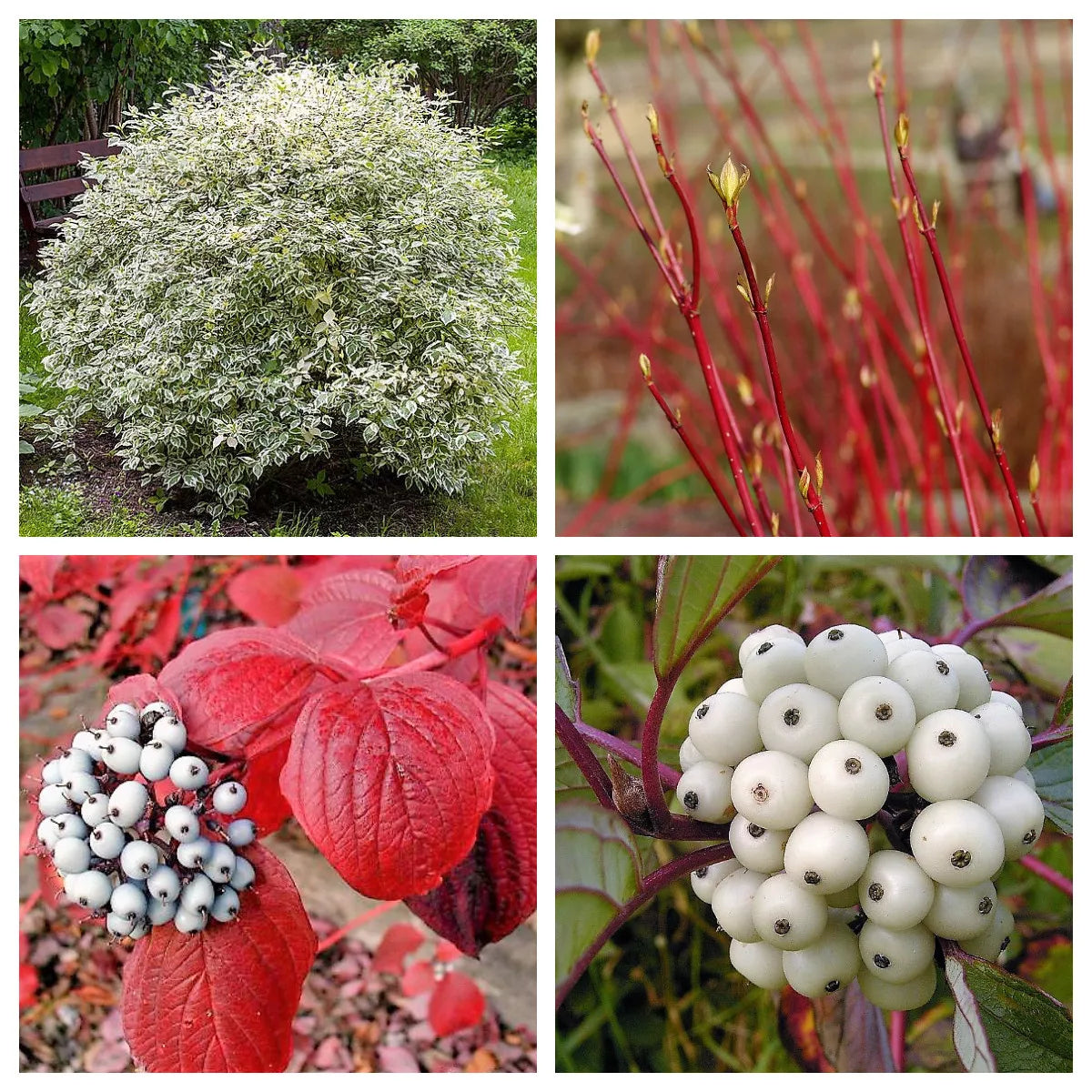 25 Fire & Ice Dogwood Cornus Alba Shrub Tree Red Bark White Berry & Flower Seeds | www.seedsplantworld.com