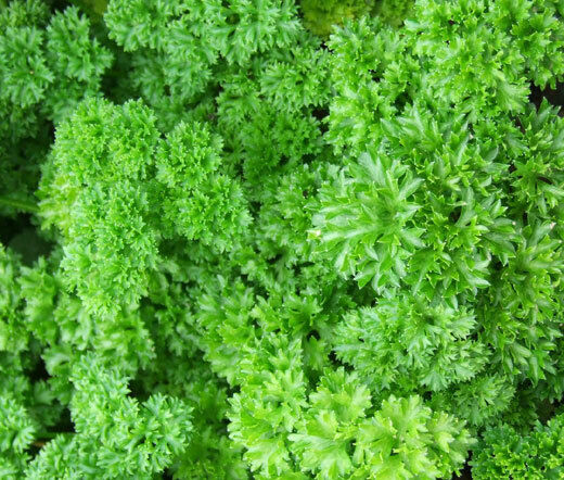 1000+ Parsley Moss Curled Culinary Cooking Heirloom Herb Seeds | www.seedsplantworld.com