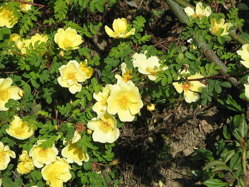 10 Yellow Manchu Rose Bush Rosa Xanthina Hummingbird Flower Seeds | www.seedsplantworld.com