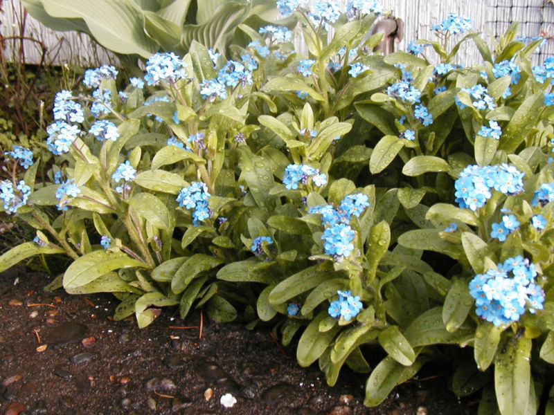 400 Forget-Me-Not Perennial Myosotis Blue Flower Seeds | www.seedsplantworld.com