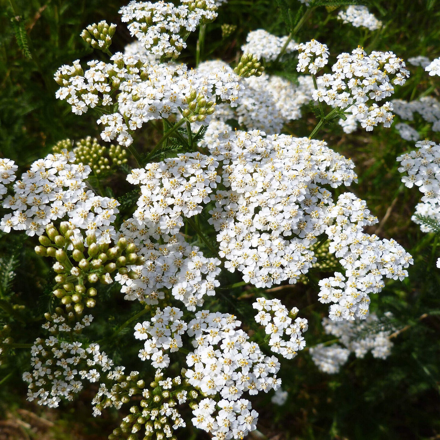 2250 Yarrow White Flwr Per Achillea Millefolium Flower Seeds | www.seedsplantworld.com