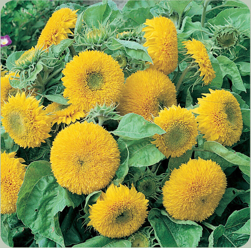 50+ Sunflower Teddy Bear Annual Sungold Dwarf Flower Seeds | www.seedsplantworld.com