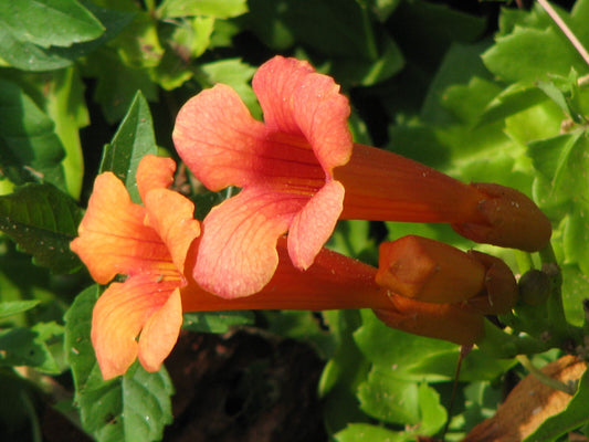 40 Trumpet Or Hummingbird Vine Orange/ Red Flower Seeds | www.seedsplantworld.com