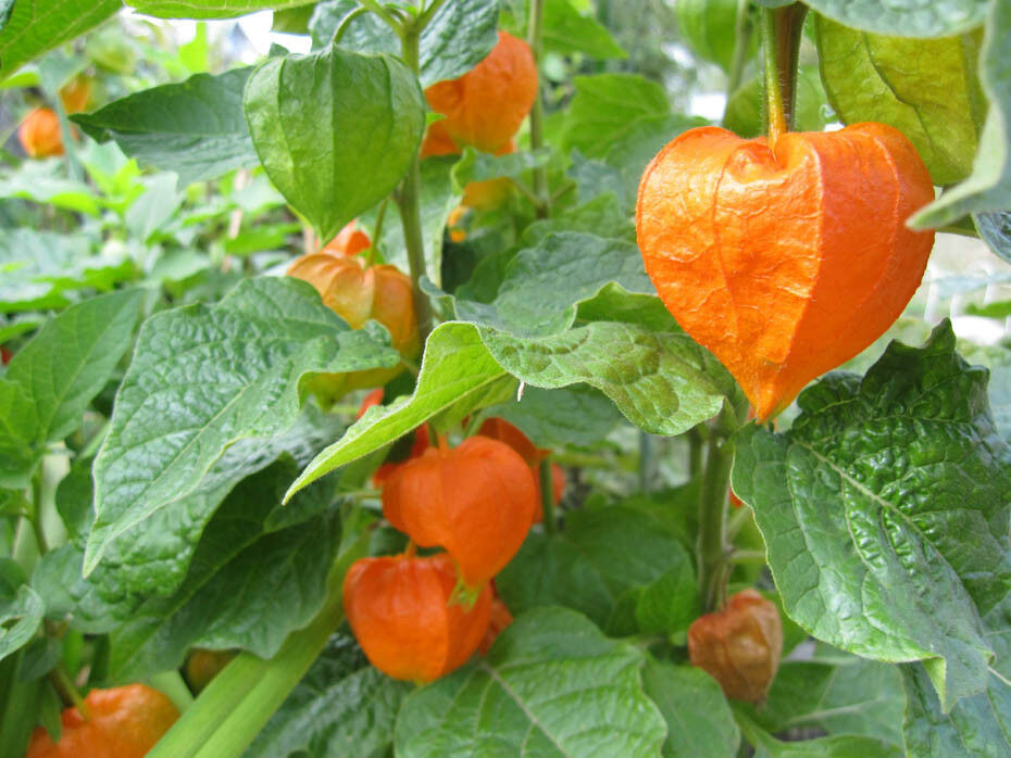 60 Chinese Lantern Large Red/Orange Flower Seed Pods Vegetable Seeds | www.seedsplantworld.com