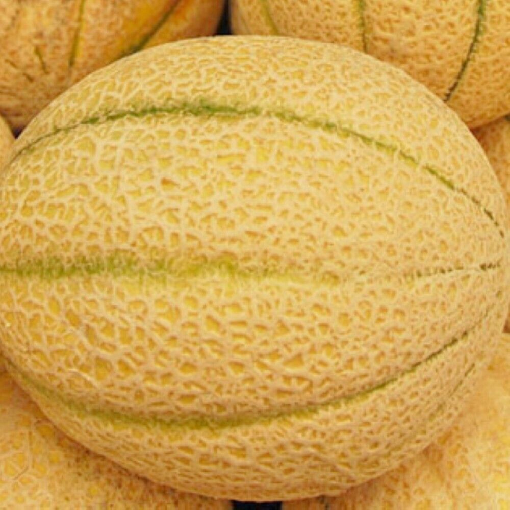 100 Iroquois Melon NON-GMO Heirloom Fruit Seeds | www.seedsplantworld.com