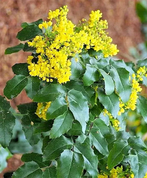 Oregon Grape Holly, 50 Seeds | www.seedsplantworld.com