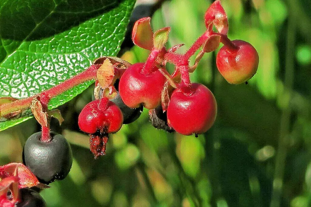 Salal Gaultheria Shalon 1001 Seeds | www.seedsplantworld.com