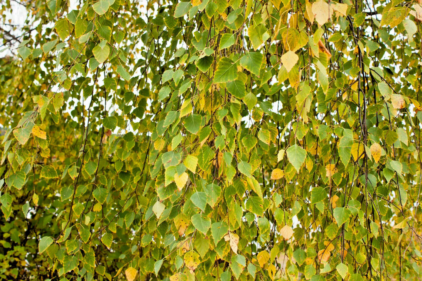 Weeping Birch 1000 Seeds | www.seedsplantworld.com