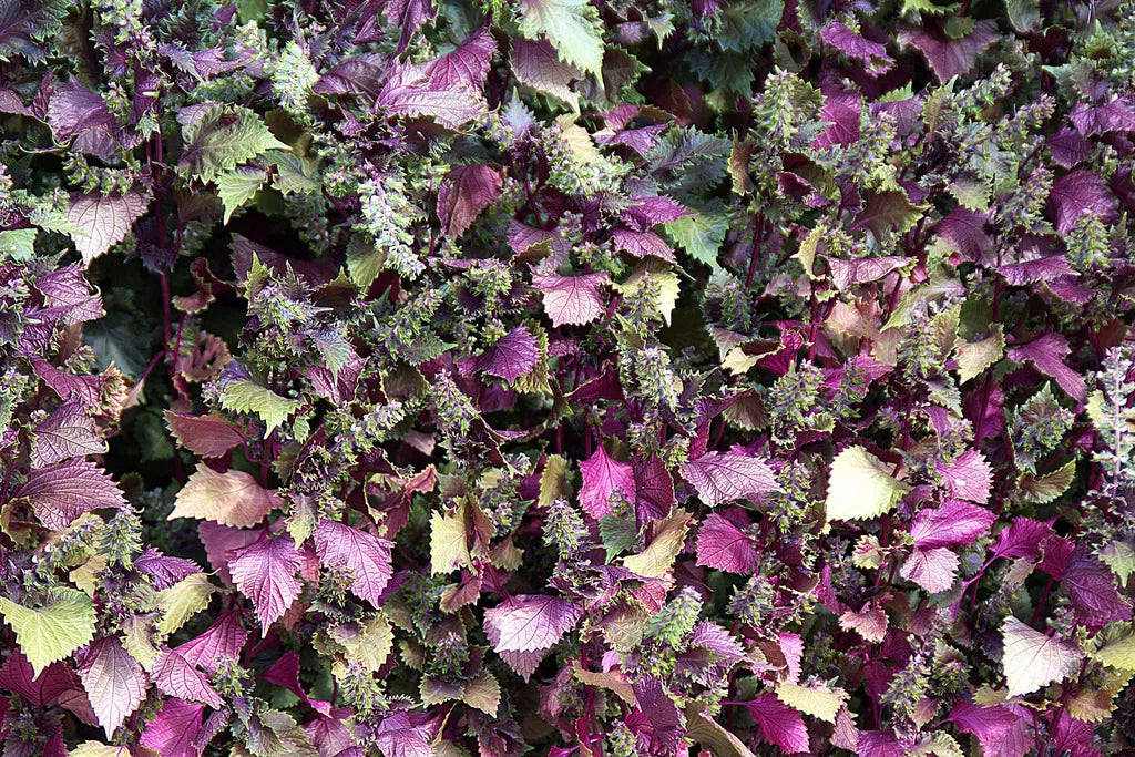 300 Purple Shiso Aka Perilla Frutescens Ornamental Herb Seeds | www.seedsplantworld.com